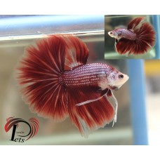 PJUN 2109